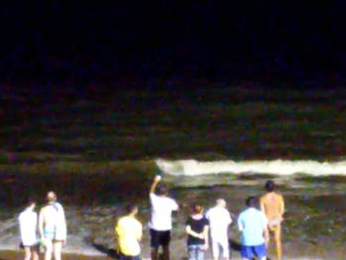 Tubarões são vistos à beira-mar na orla de Maceió; veja vídeos