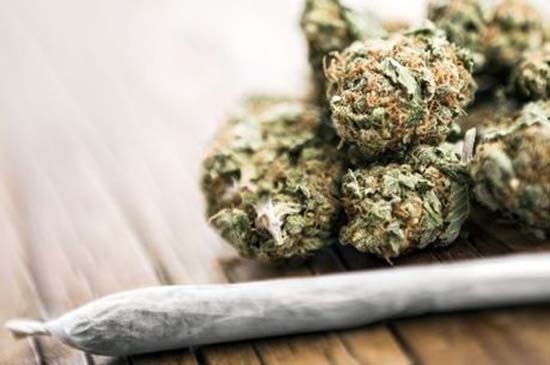 Maconha é mais prejudicial do que o álcool para jovens, diz pesquisa