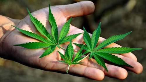 Estado de Nova York aprova projeto que legaliza uso recreativo da maconha