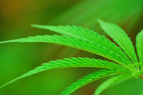 Cannabis medicinal reduz sintomas de várias doenças, diz estudo