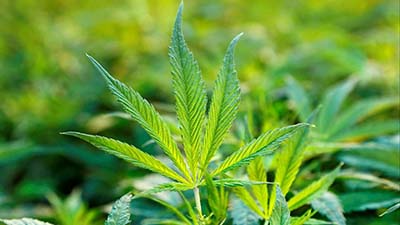 Cresce prescrição médica da 'Cannabis'