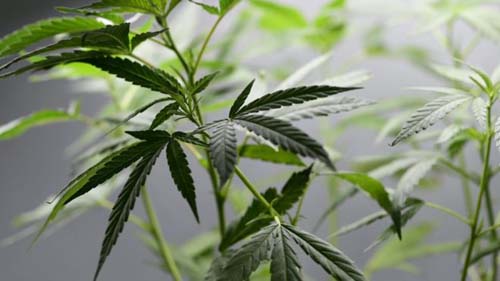 Como liberação da maconha impacta vendas de sorvete, álcool e camisinha Matheus Magenta