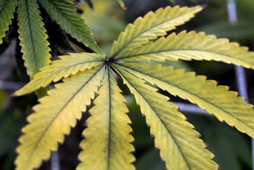ONG oferece maconha a quem se vacinar contra o coronavírus