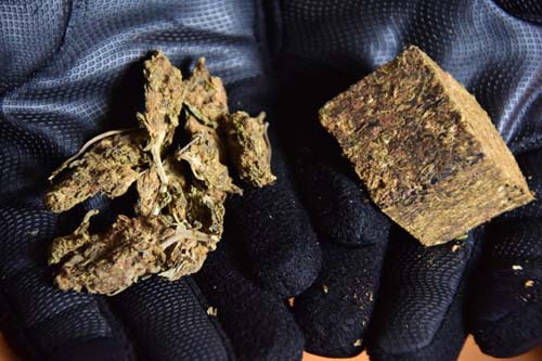 Expansão internacional do PCC abre a rota da maconha ‘gourmet’ colombiana no Brasil