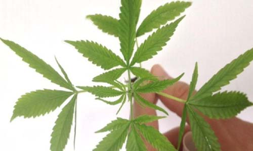 Luxemburgo libera cultivo e consumo de maconha