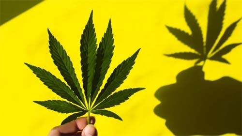 Como a maconha afeta nossa cognição e psicologia, segundo novos estudos