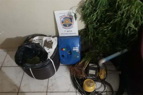 PM erradica plantação de maconha com mais de 12 mil pés no interior de Pernambuco