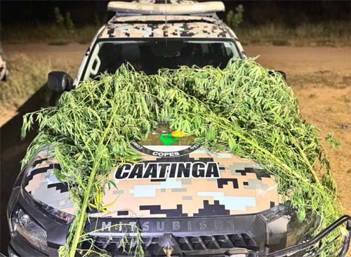 Operação policial descobre cultivo irregular de cannabis em Canapi