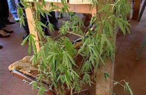 Traficante preso pela polícia; ele cultivava maconha no quintal de residência