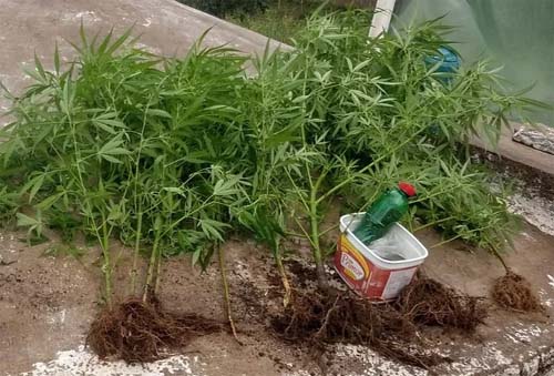 Mulher procura delegacia para denunciar agressão do filho; polícia apreende 100 pés de maconha