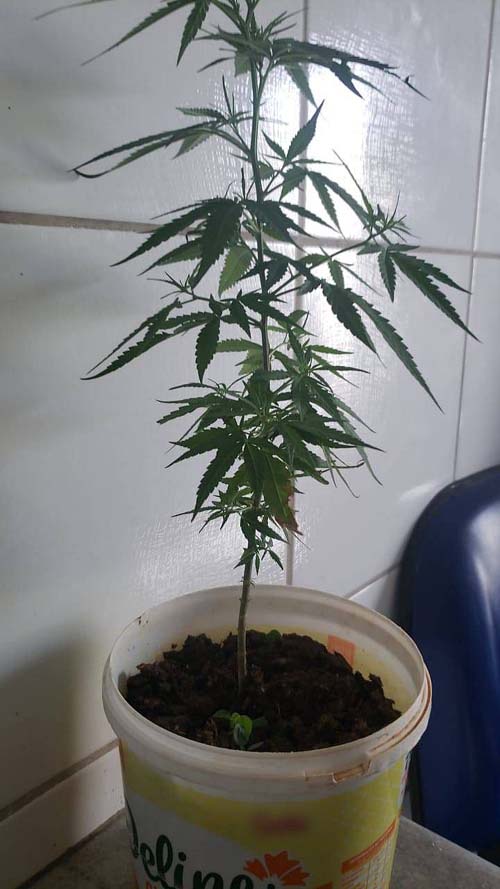 Homem é preso com muda de maconha dentro de casa, em Maceió