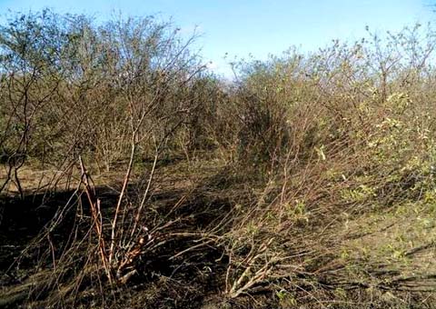 Polícia encontra mais de uma tonelada de maconha em terreno de chacina
