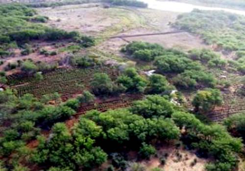 Operação no Sertão de PE e AL erradica 230 mil pés de maconha