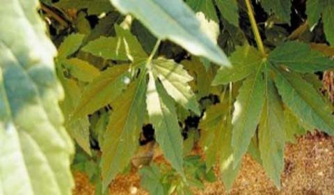 Diminuição de QI está mais ligada a pobreza do que a uso de maconha