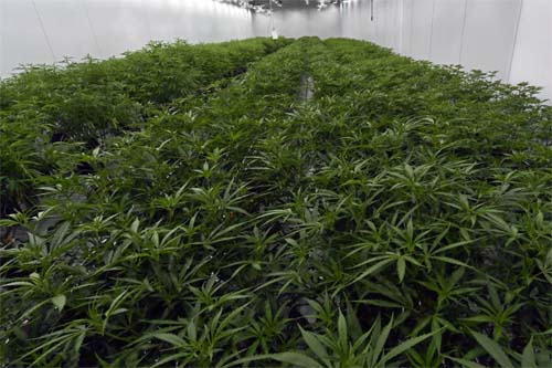 'Doutor Cannabis': médico é assassinado na fronteira com o Paraguai