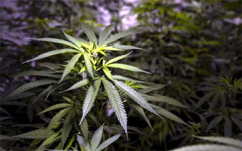 Primeira loja de maconha em Nova York abre com filas e vendas online