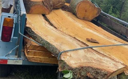 PMs encontram área de 15mil m² desmatada irregularmente em Riacho Doce