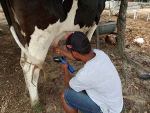 Projeto Mais Leite Saudável atende pequenos produtores de Mar Vermelho e Cajueiro