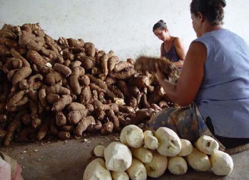 Fórum discute ações para estimular comercialização da mandioca 