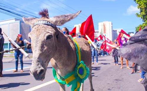 Manifestantes usam jumento como sósia de bolsonaro durante ato em Maceió