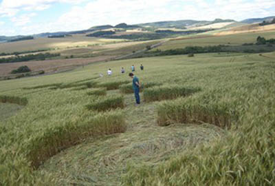 Marcas misteriosas aparecem em plantação de trigo no Oeste de SC