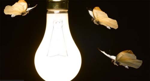 Como mariposas provocaram surto misterioso de coceira em Pernambuco