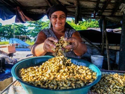 Sem auxílio, pescadores e marisqueiras se arriscam para manter sustento em AL
