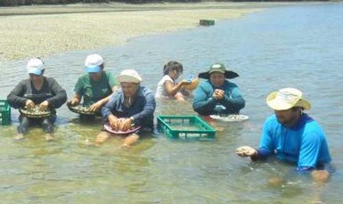 Agricultura aprova benefícios para marisqueiros tradicionais