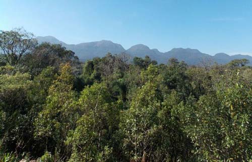 Desmatamento de Mata Atlântica cai 9% no país nos últimos 2 anos