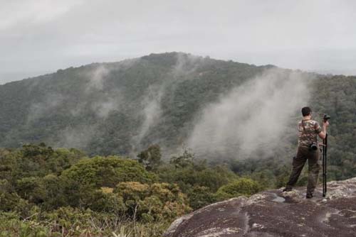 AL é o 2º estado que menos desmata Mata Atlântica no País