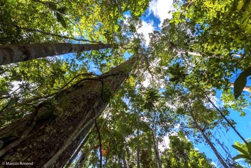 A restauração florestal e seus efeitos na biodiversidade da Mata Atlântica