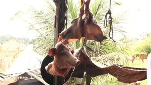 Adeal e Vigilância Sanitária interditam matadouro clandestino em Rio Largo