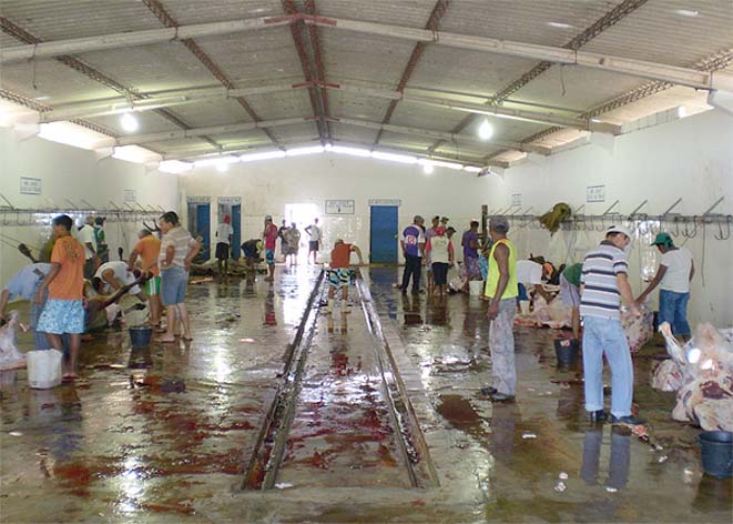 Saúde pública: matadouros de AL permanecem em situação clandestina