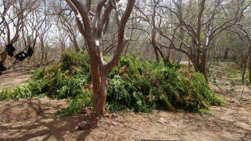 Dois são presos em operação que destruiu 5 mil pés de maconha no sertão alagoano