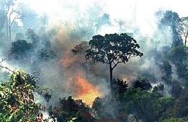 Incendio está detruindo a mata do distrito de Timbó na zona rural de União dos Palmares