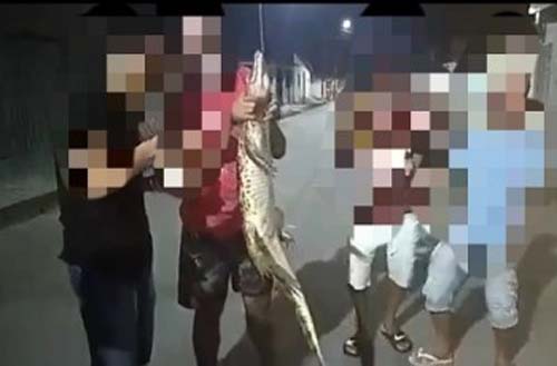 Polícia autua seis pessoas após divulgação de vídeo de maus-tratos a um jacaré