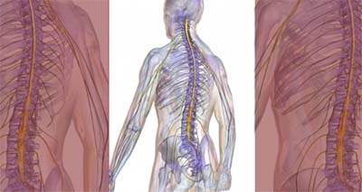 Combate ao traumatismo raquimedular tem foco na prevenção