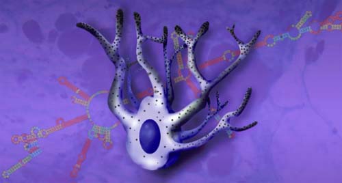 Estudo identifica novas funções de molécula envolvida no melanoma