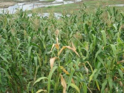 Trabalhadores rurais são mortos e 'desovados em canavial'