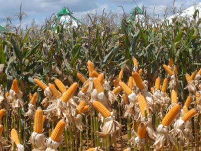 Custo do milho no Brasil e no exterior pressiona mercado de carnes