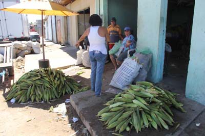 Seca suspende festas juninas no interior e encarece milho em AL