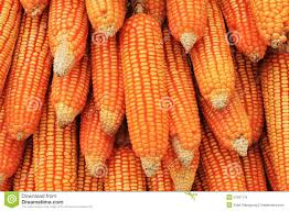 Seca e preço alto do milho prejudicam agricultores de Alagoas