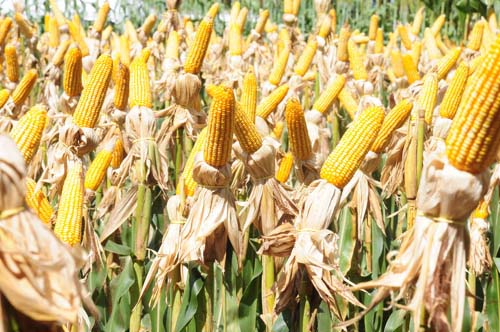 Custo vai pesar nos preços do milho Safrinha