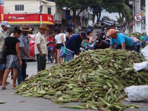 Demanda do milho verde em União dos Palmares faz preço cair no mercado