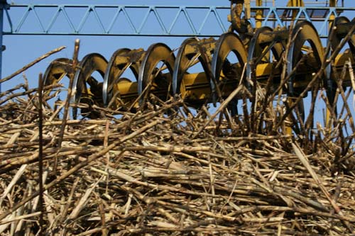 Pindorama encerra safra 18/19 com crescimento de 27%