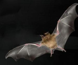 Vírus semelhante ao da hepatite C é encontrado em morcegos, diz estudo