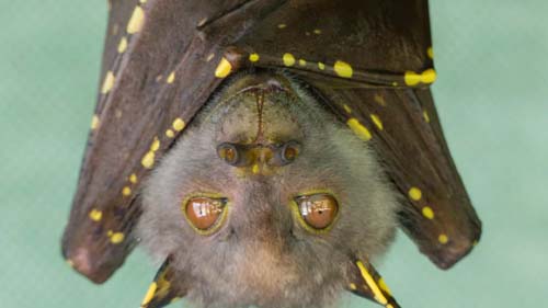Super imunidade. Cura para a Covid-19 pode estar nos morcegos