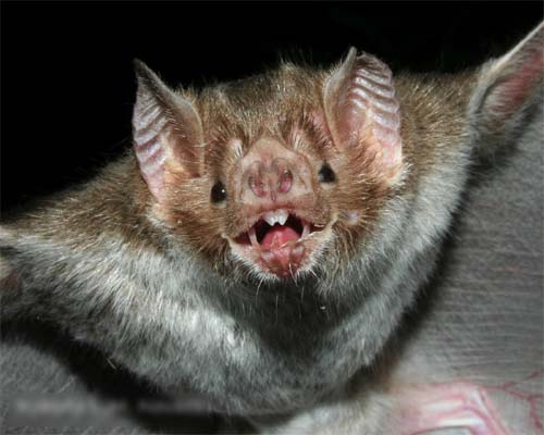 Casos de raiva transmitida por morcego mata três crianças no interior de MG