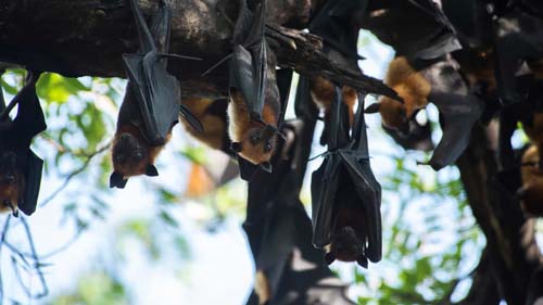 Maioria das doenças infecciosas tem origem em animais selvagens