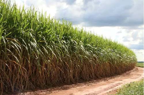 Acusado de assassinar casal e queimar corpos após roubar R$ 100 mil é preso